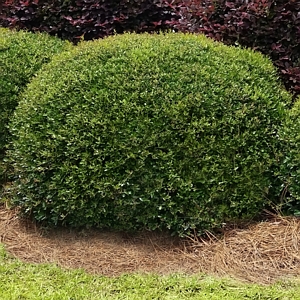 Dwarf Yaupon Holly